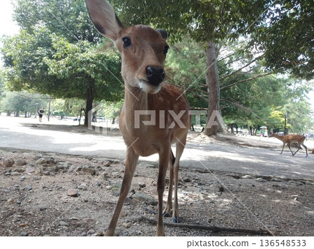 Deer from Nara Park Deer from Nara Park 136548533
