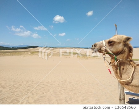 The vast sandy world of Tottori Sand Dunes and camels The vast sandy world of Tottori Sand Dunes and camels 136548560