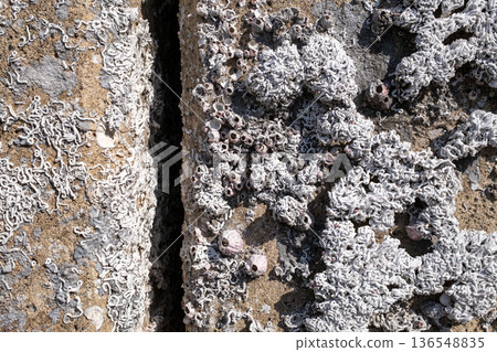 Dried up pier pillars Dried up pier pillars 136548835