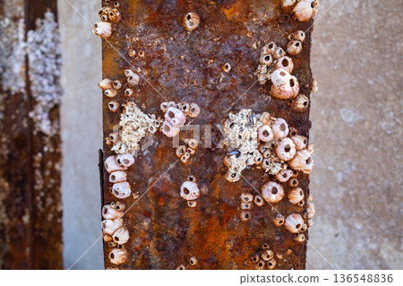 Dried up pier pillars Dried up pier pillars 136548836