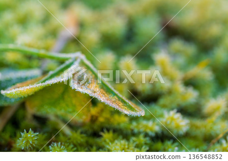 Frozen moss and clover leaves 136548852