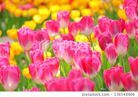 Tulips in full bloom at Yokohama Park 136548906