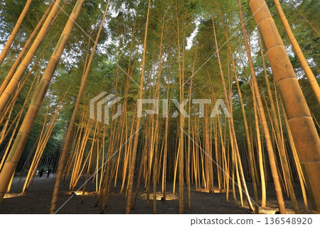 宇都宮「若竹之森和歌山農場」點燈 136548920