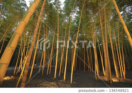 宇都宮「若竹之森和歌山農場」點燈 136548921