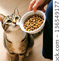 A picky eater, a brown tabby kitten 136549177