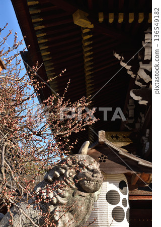 Kitano Tenmangu Shrine, Sankomon Gate, white plum blossoms and lion-dog statues beginning to bloom (Kamigyo Ward, Kyoto City) Kitano Tenmangu Shrine, Sankomon Gate, white plum blossoms and lion-dog statues beginning to bloom (Kamigyo Ward, Kyoto City) 136549182
