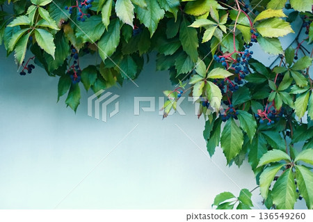 Parthenocissus quinquefolia, Virginia creeper, five-leaved ivy, wild grapes or five-finger with ripe berries. 136549260