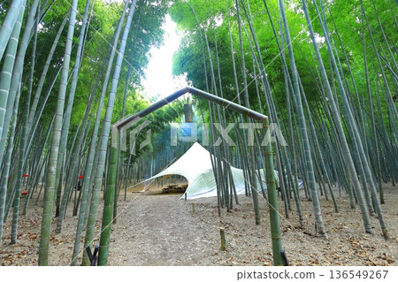 Utsunomiya "Wakayama Forest Wakatake Farm" bamboo forest Utsunomiya "Wakayama Forest Wakatake Farm" bamboo forest 136549267