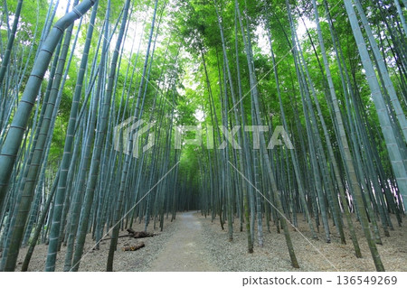 宇都宮「和歌山森林若竹農場」竹林 宇都宮「和歌山森林若竹農場」竹林 136549269