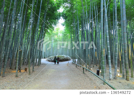 宇都宮「和歌山森林若竹農場」竹林 宇都宮「和歌山森林若竹農場」竹林 136549272