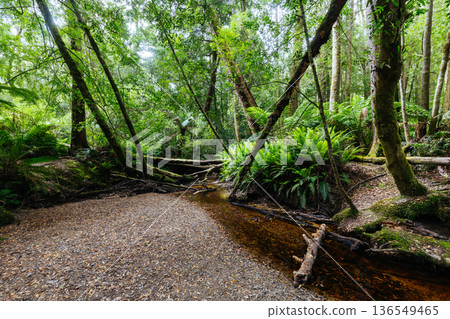 Hogarth Falls near Strahan in Tasmania Australia 136549465