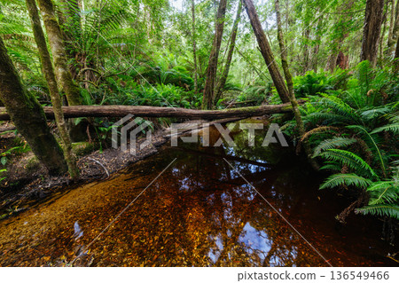 Hogarth Falls near Strahan in Tasmania Australia Hogarth Falls near Strahan in Tasmania Australia 136549466