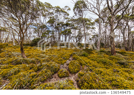 Moorland Mosaic Walk in Mt Field National Park Tasmania Australia 136549475