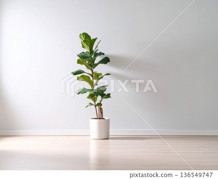 A cute Fiddle-leaf fig plant in front of the wall 136549747