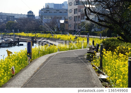 一條水濱步道，油菜花在這裡盛開。二月，品川157號，油菜花與品川花海路 136549908