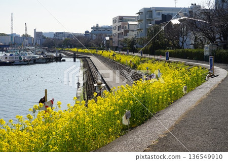 一條水濱步道，油菜花在這裡盛開。二月，品川159號，油菜花與品川花海路 136549910