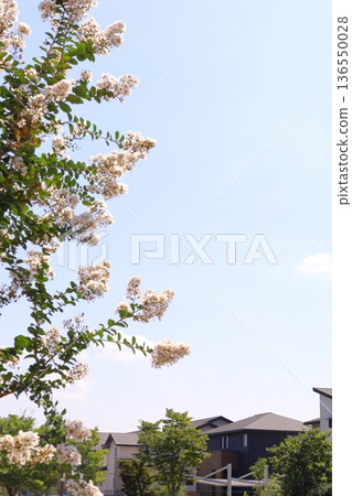 房屋和建築形象 房屋和建築形象 136550028