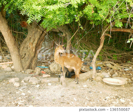 Nanny or doe goat Capra hircus with horn domestic species kept as livestock milking and meat wild animal resting and standing Mactan Cebu under neem tree Azadirachta indica green leaves with small Nanny or doe goat Capra hircus with horn domestic species kept as livestock milking and meat wild animal resting and standing Mactan Cebu under neem tree Azadirachta indica green leaves with small 136550087
