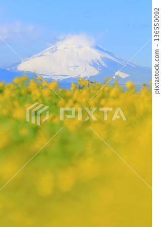 Soleil Hill強姦花和富士山 136550092