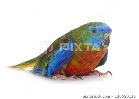 Turquoise parrot in studio Turquoise parrot in studio 136550136