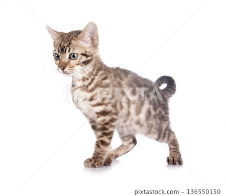 bengal kitten in studio bengal kitten in studio 136550150