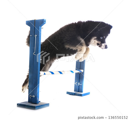 Pomsky jumping in studio Pomsky jumping in studio 136550152