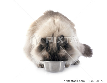 siberian cat in studio siberian cat in studio 136550153