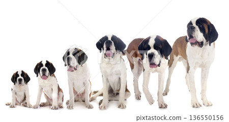 puppies saint bernard in studio 136550156