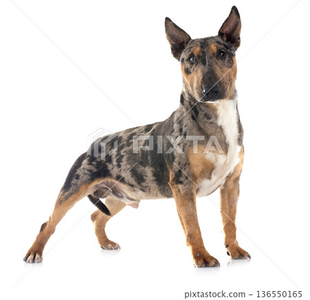 miniature bull terrier in studio miniature bull terrier in studio 136550165