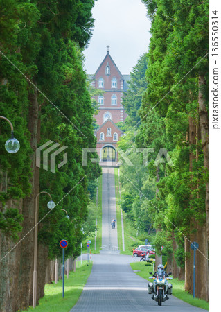 北海道南部，通往特拉普派修道院的林蔭大道 136550314