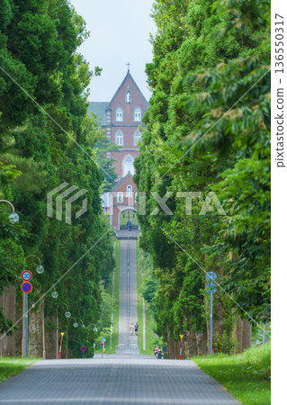 北海道南部，通往特拉普派修道院的林蔭大道 136550317