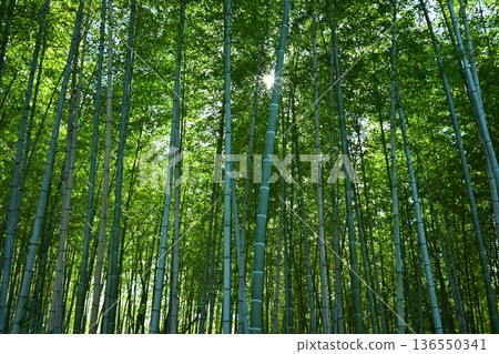 我抬頭看著竹林 136550341