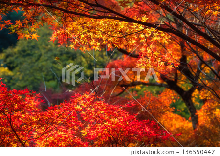 Orange autumn maple leaf in Kiyomizu-dera garden, Kyoto Orange autumn maple leaf in Kiyomizu-dera garden, Kyoto 136550447