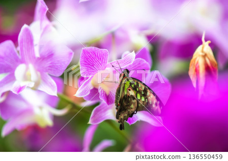 Tailed jay agamemnon butterfly feed purple orchid in garden 136550459