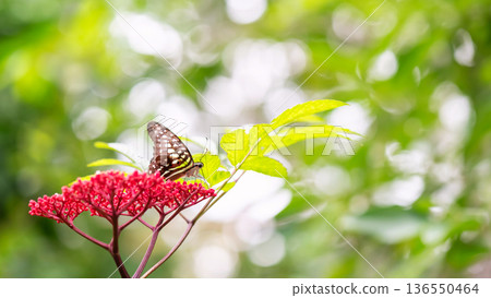 Tailed jay butterfly feeding on red flowers in garden Tailed jay butterfly feeding on red flowers in garden 136550464