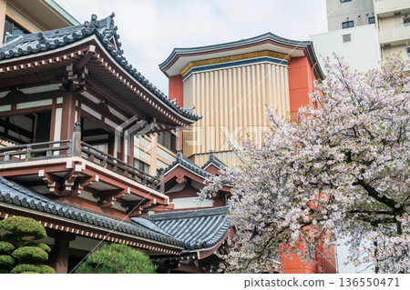 Tochoji Temple balcony by white cherry sakura blossom in spring, Fukuoka Tochoji Temple balcony by white cherry sakura blossom in spring, Fukuoka 136550471