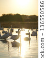 Swan silhouette at sunset 136550586