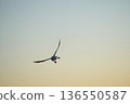 The back view of a swan taking off into the evening sky 136550587