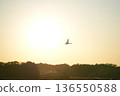 Swan flying in the sun 136550588