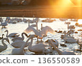 Swan flapping its wings in the sunset 136550589