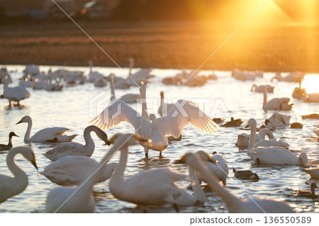 夕陽下,天鵝拍打著翅膀。 夕陽下,天鵝拍打著翅膀。 136550589
