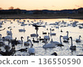 Many swans and a flying whooper swan 136550590