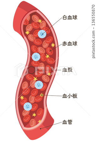 Cells flowing through blood vessels (vertical) Cells flowing through blood vessels (vertical) 136550870