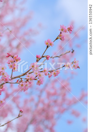 櫻花盛開,映襯著藍天。 櫻花盛開,映襯著藍天。 136550942