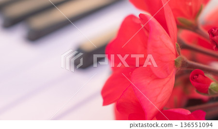 Creative artistic concept of blooming red flowers on piano keyboard, side view with blurred background, musical education and spring inspiration 136551094