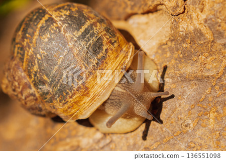 Macro view of garden snail crawling on brown tree bark, close up of mollusk shell in forest habitat with earthy tones and natural wood texture 136551098