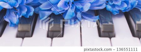 Dyed blue chrysanthemum flowers on piano keys, close up of vibrant colored bouquet on musical instrument keyboard, creative art and harmony concept Dyed blue chrysanthemum flowers on piano keys, close up of vibrant colored bouquet on musical instrument keyboard, creative art and harmony concept 136551111