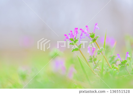 A spring wildflower blooming against a pale background A spring wildflower blooming against a pale background 136551528