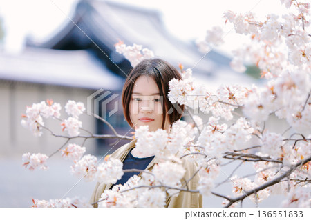 Cherry blossoms in full bloom and young women Cherry blossoms in full bloom and young women 136551833