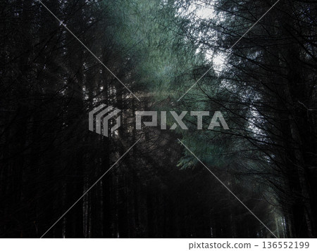 Dense evergreen trees rise high, forming a dark forest with thick canopy. Sunlight streams through the foliage, casting ethereal rays during a serene morning. 136552199